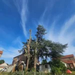 Abattage et enlèvement d’arbres
