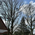 Taille d’arbres Pas-de-Calais