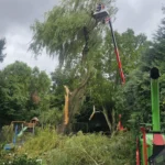 Taille et entretien des arbres